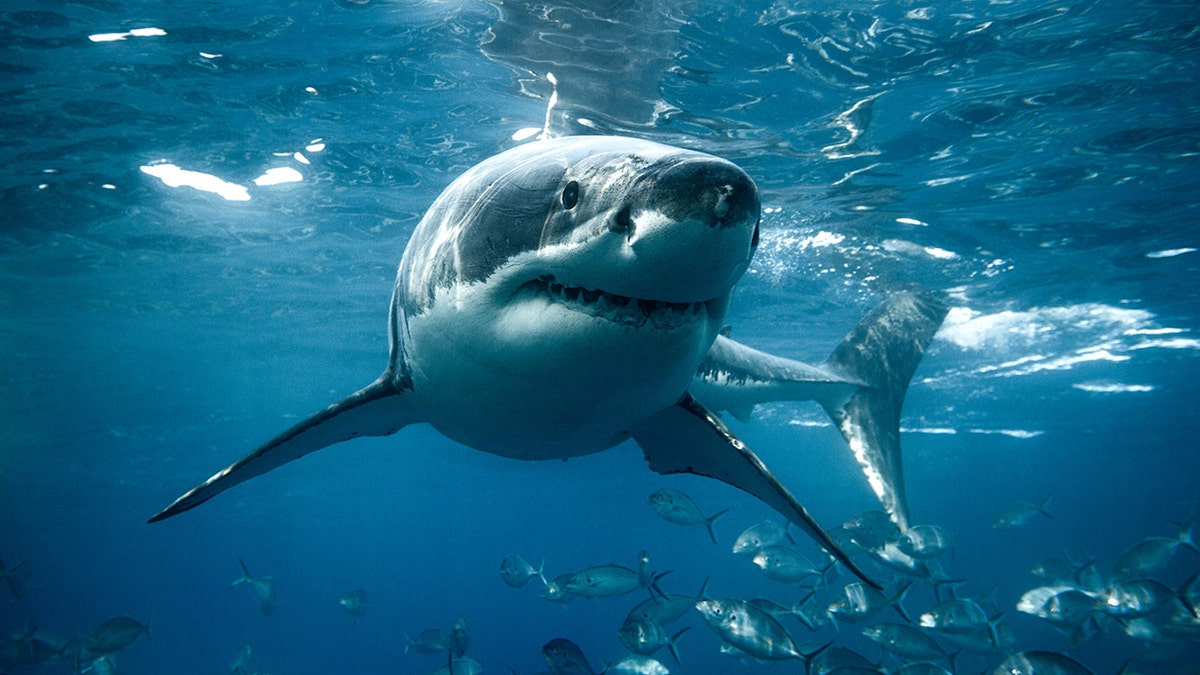 large great white shark underwater