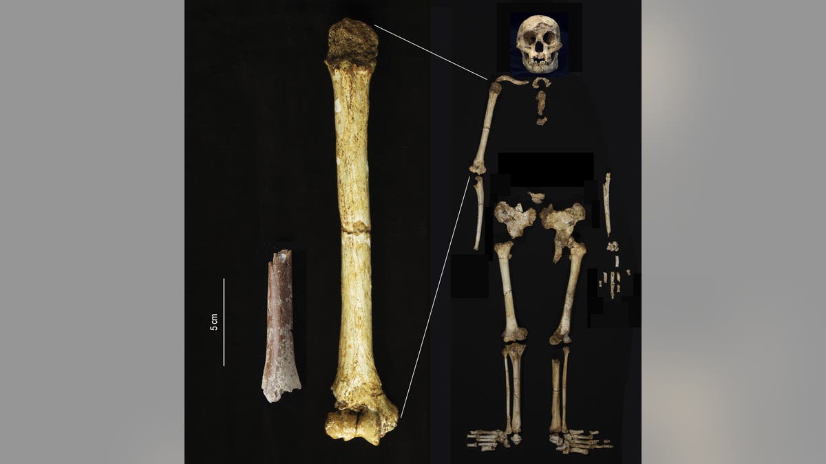 Hobbit bone fragments