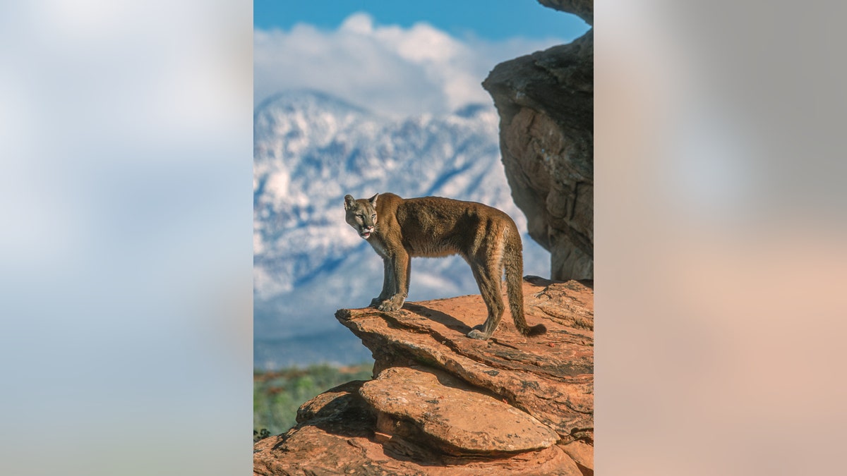 mountain lion